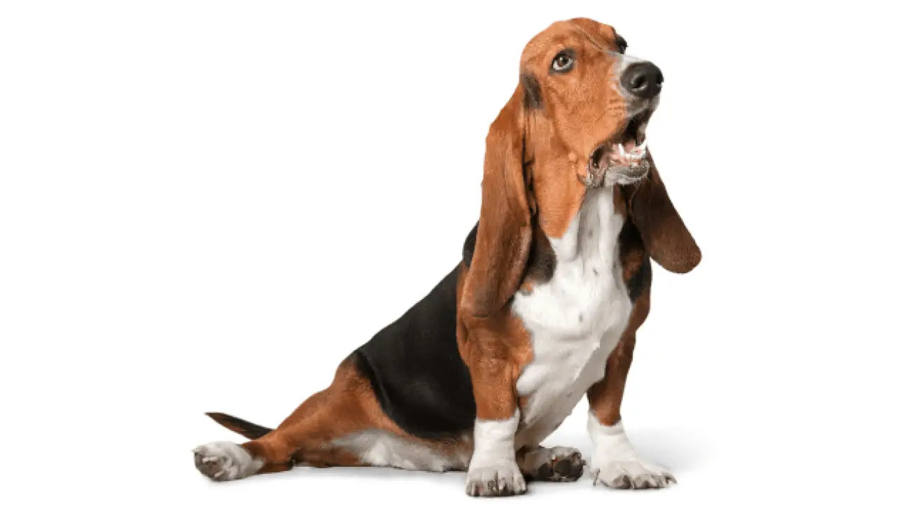 Basset Hound 2