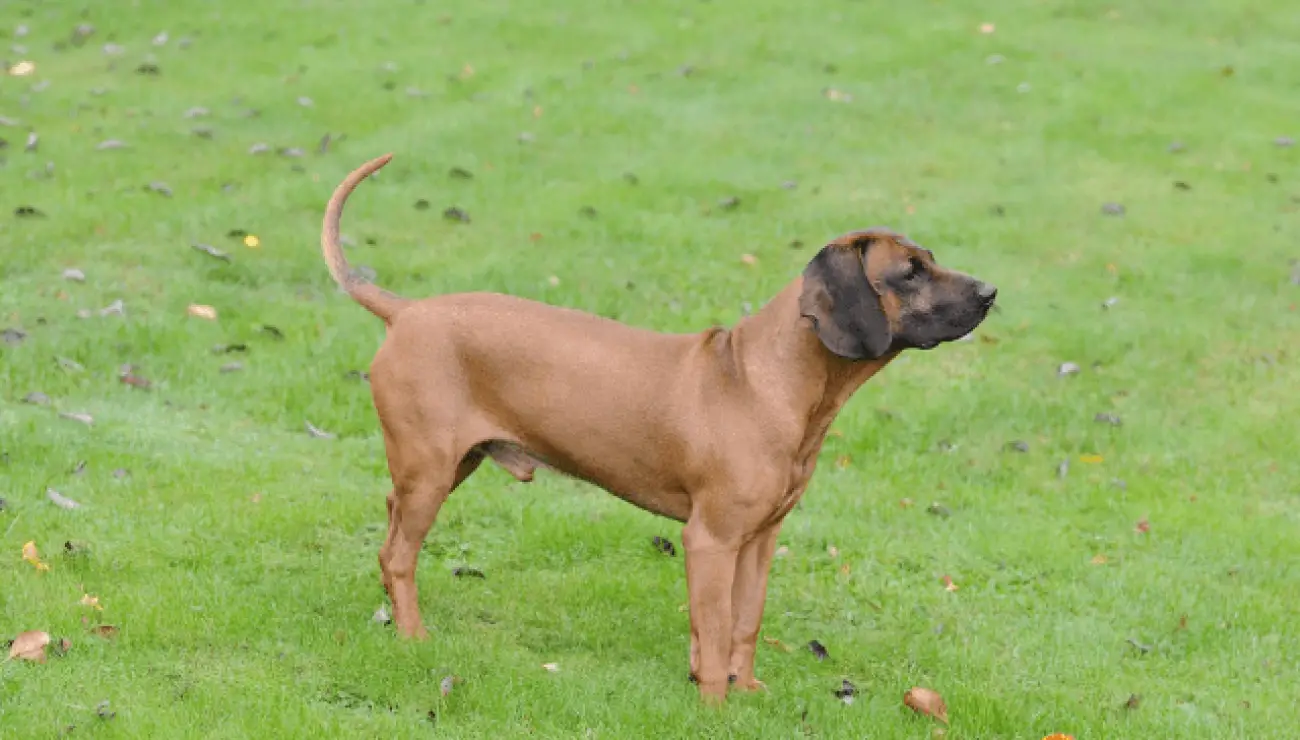 Chien de rouge de Baviere 0