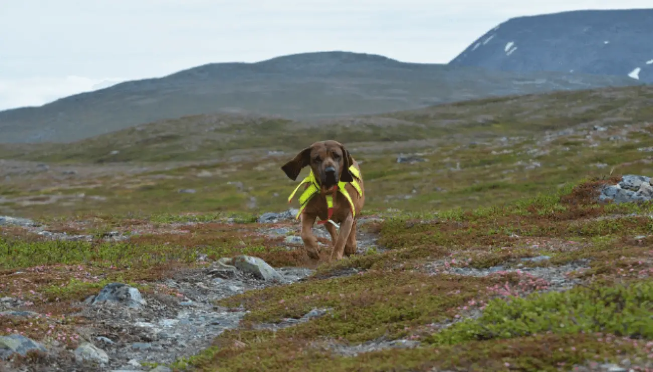 Chien de rouge de Baviere 1