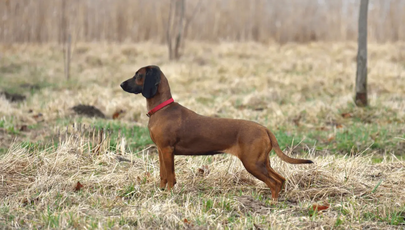 Chien de rouge de Baviere