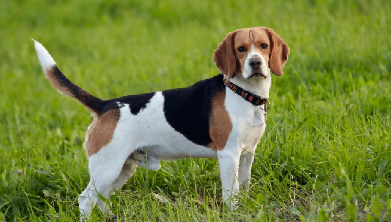 Beagle 4