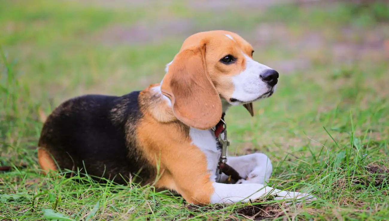 Beagle-Harrier