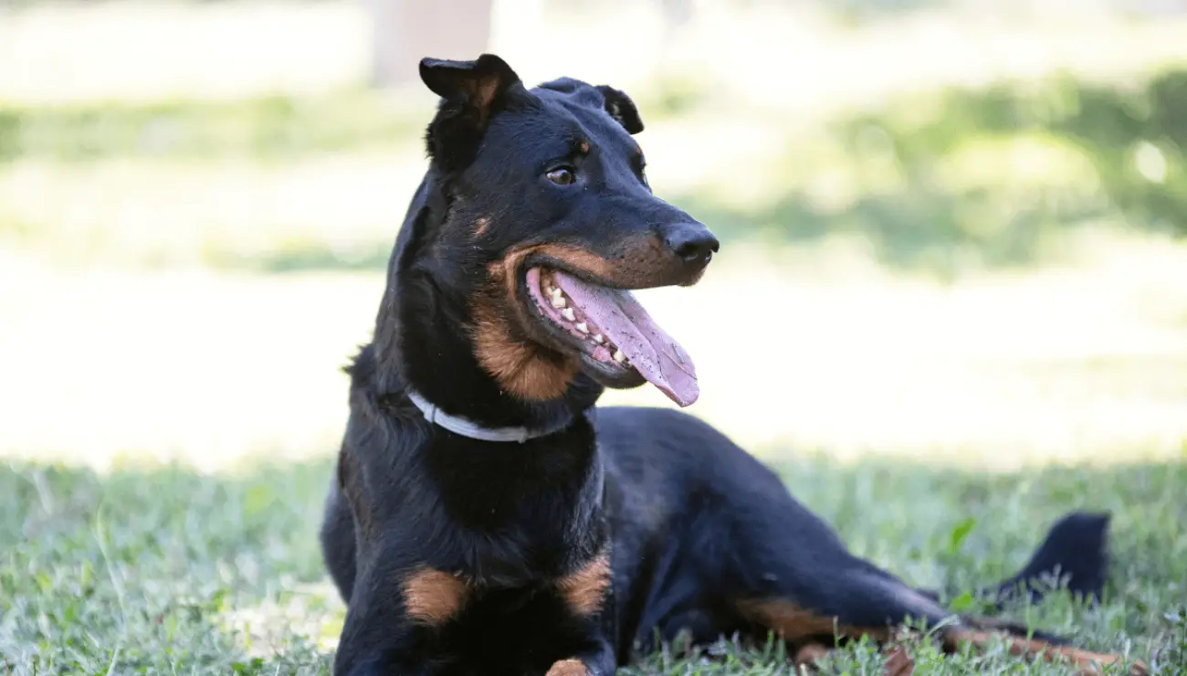 Beauceron - Bas Rouge