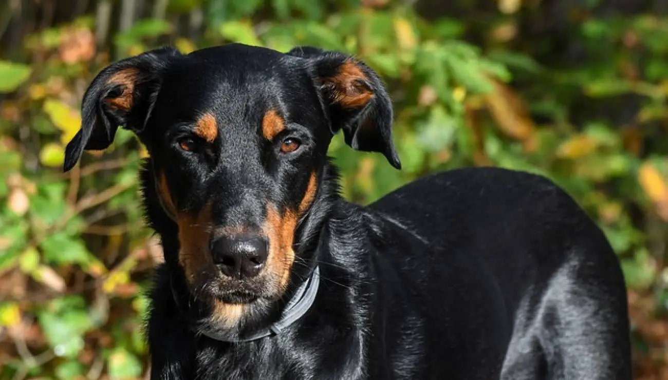 Beauceron - Bas Rouge 3