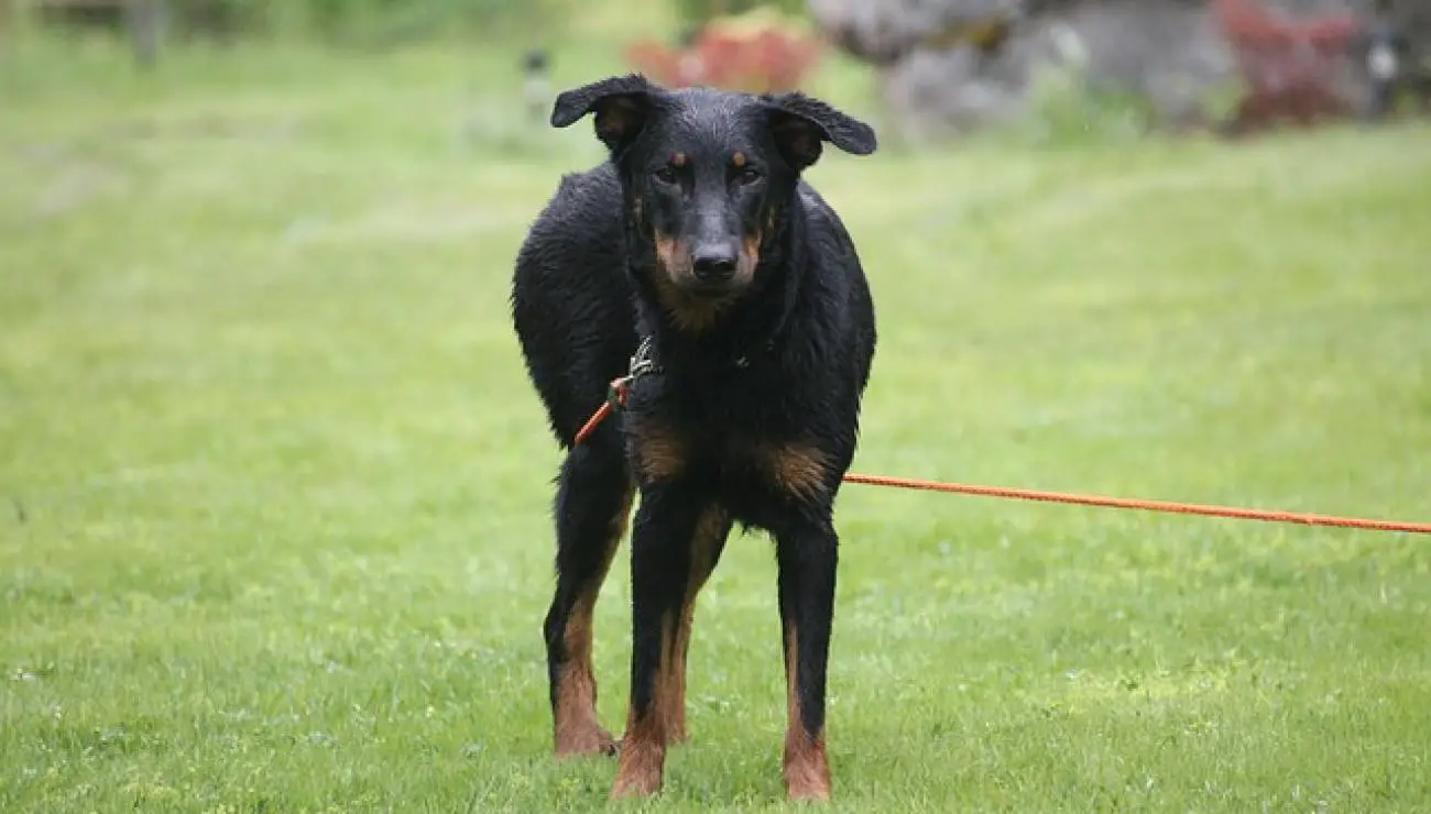 Beauceron - Bas Rouge 2