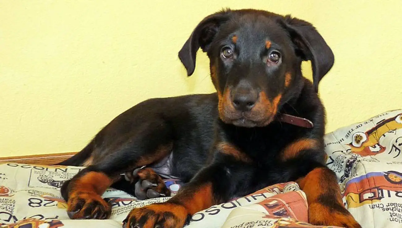 Beauceron - Bas Rouge 0