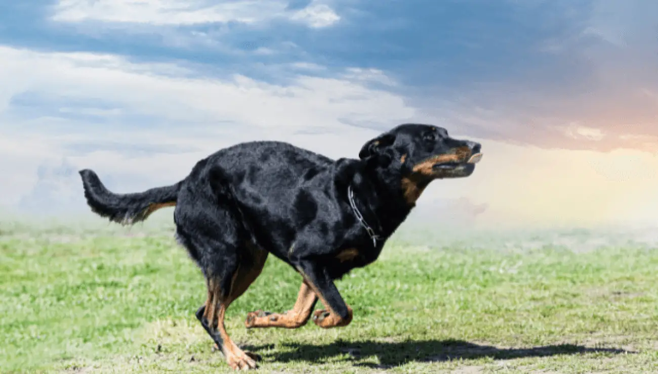 Beauceron 1