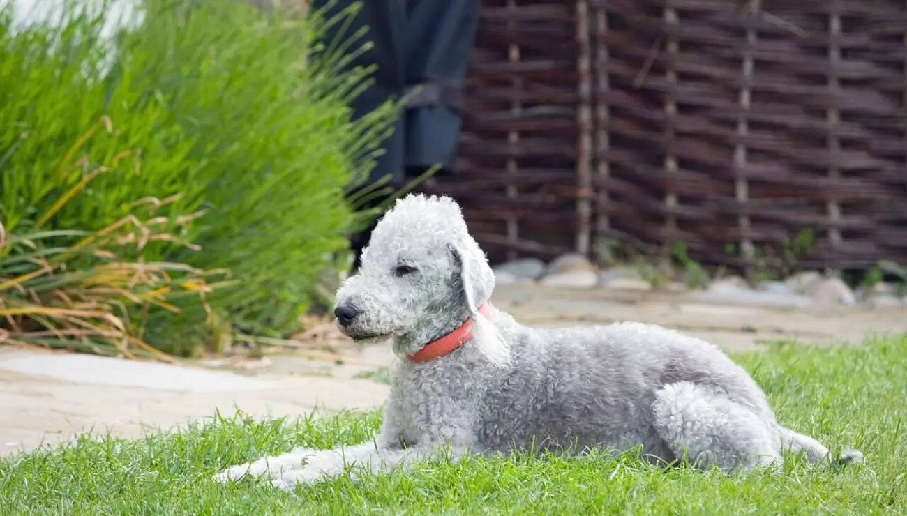 Bedlington terijer