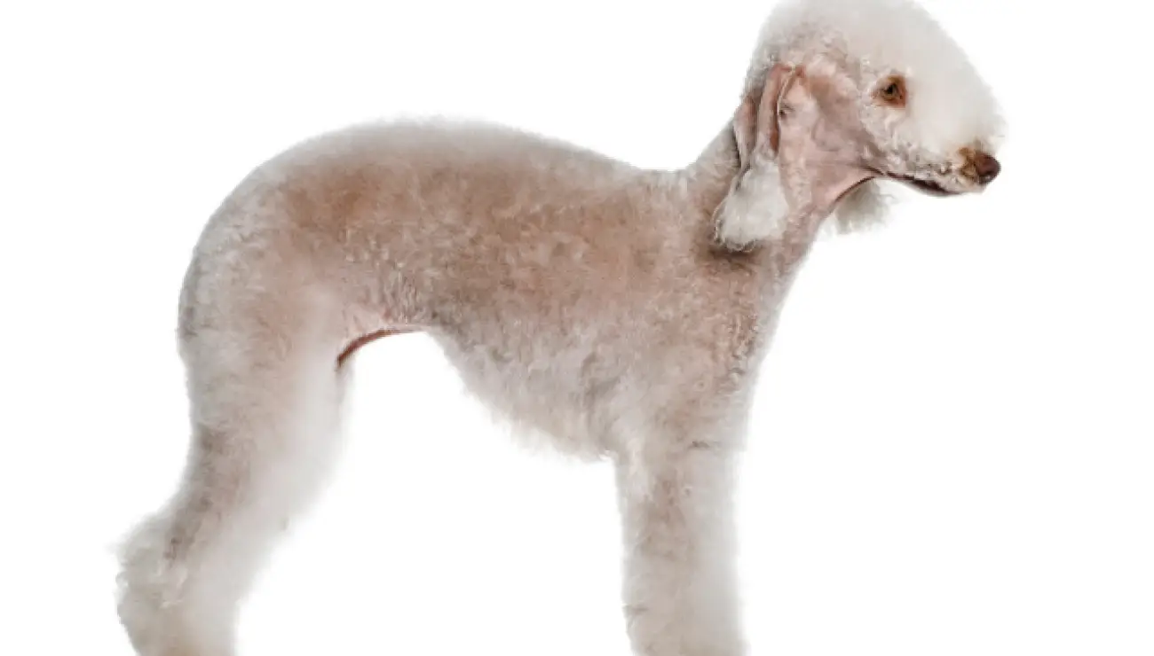 Bedlington terijer 1