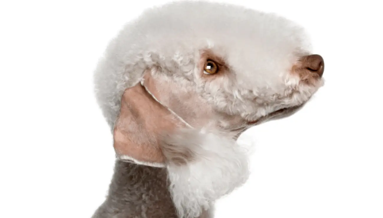 Bedlington Terrier 2