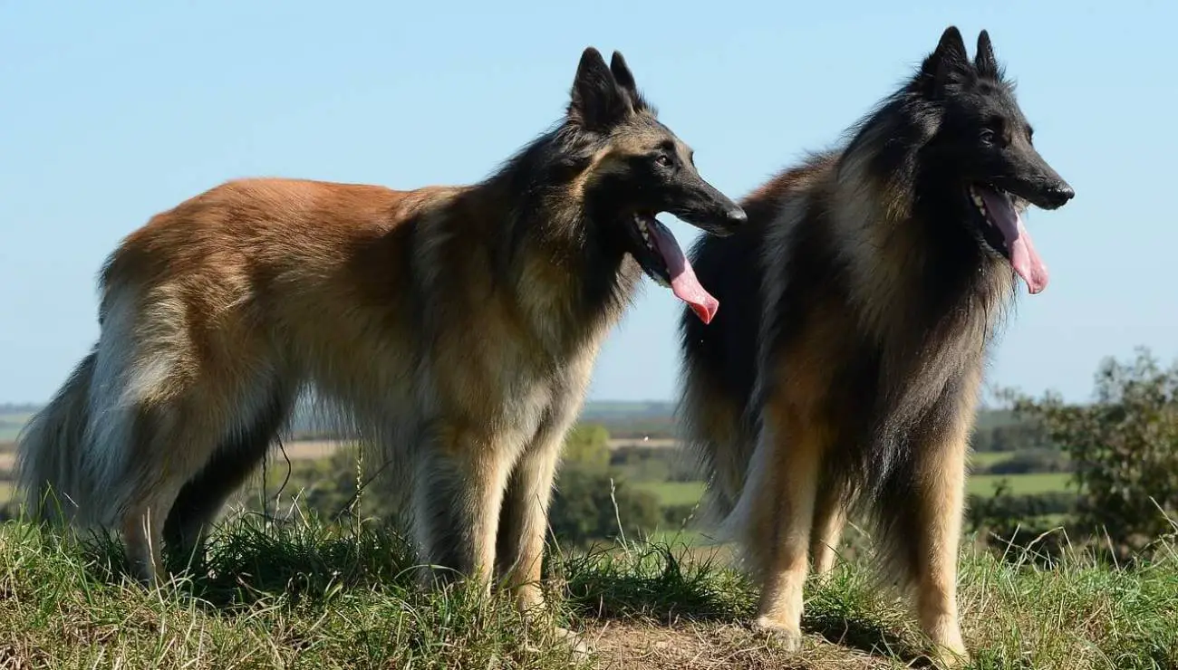 Belgiijski ovčar - Tervuren