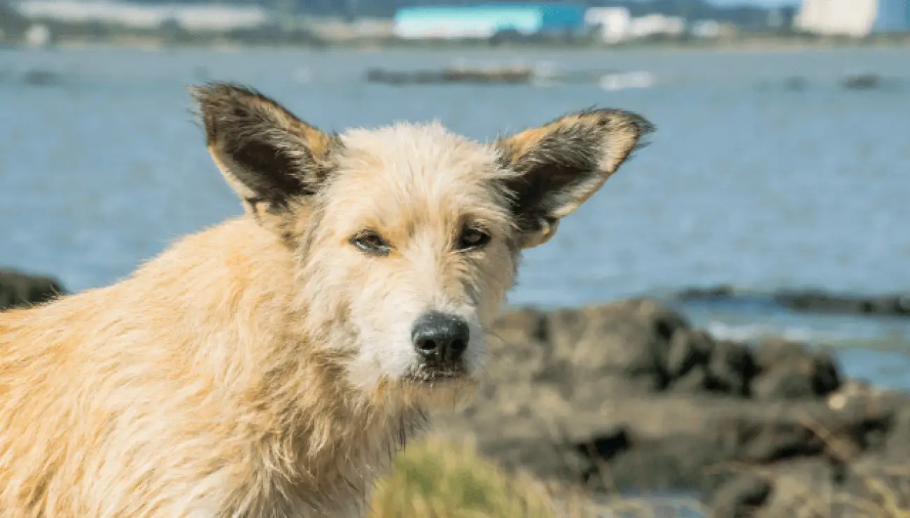 Picardie Schäferhund 0