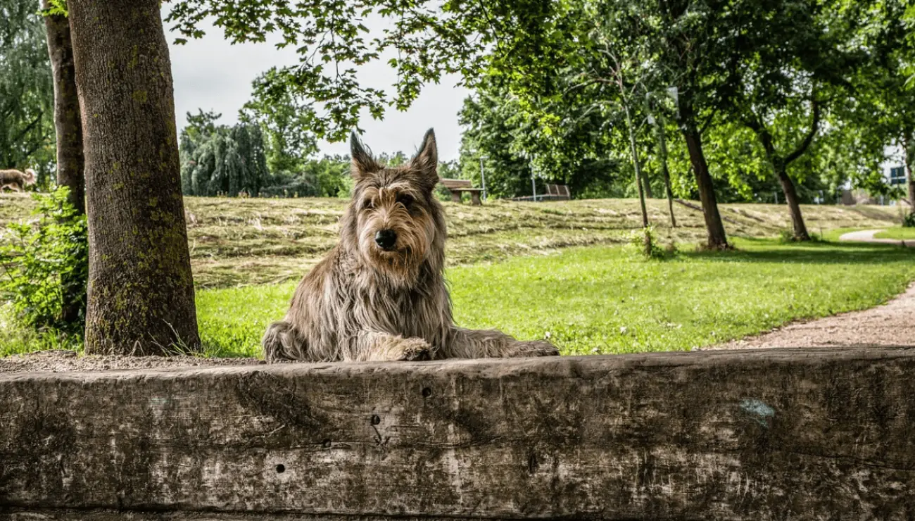 Berger de Picardie