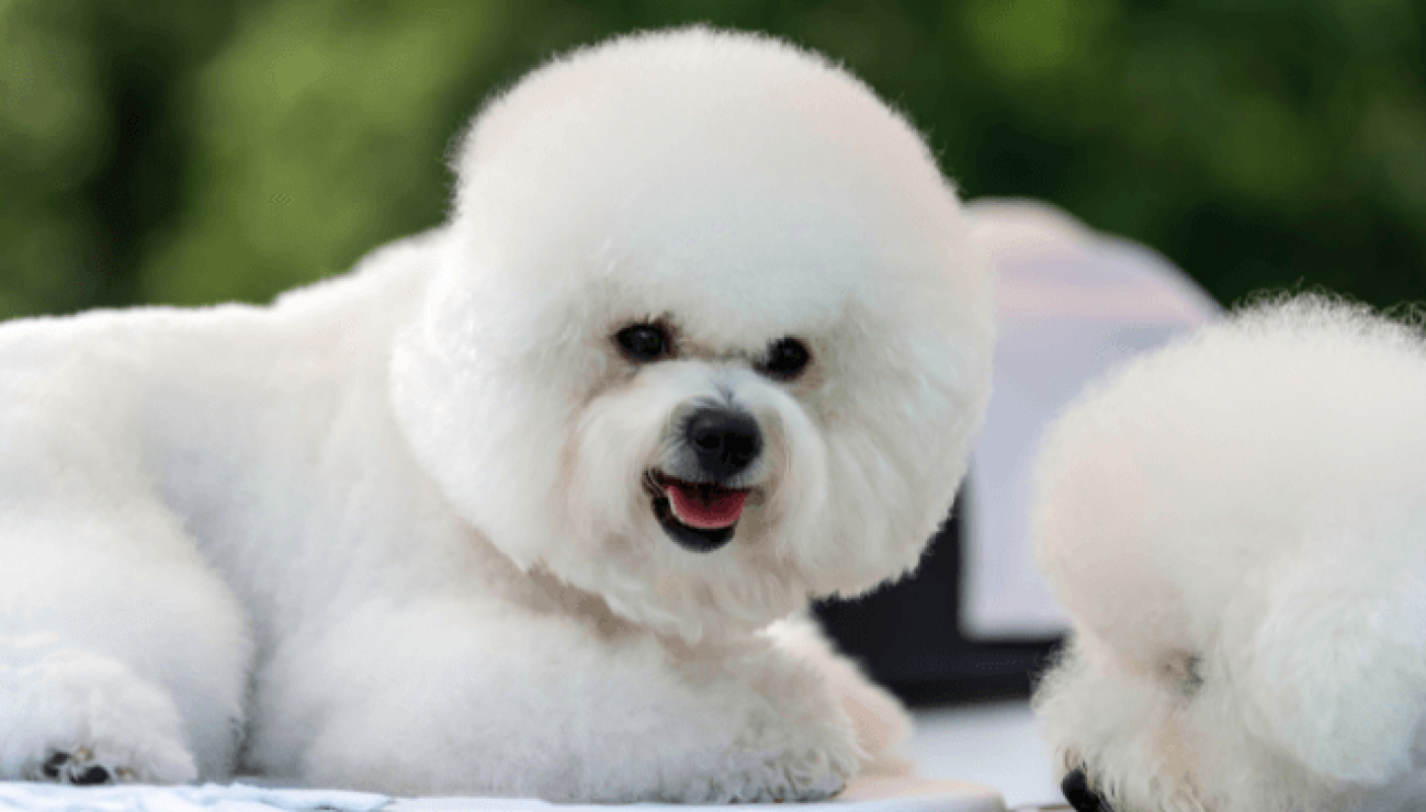 Worlds bichon shops frise