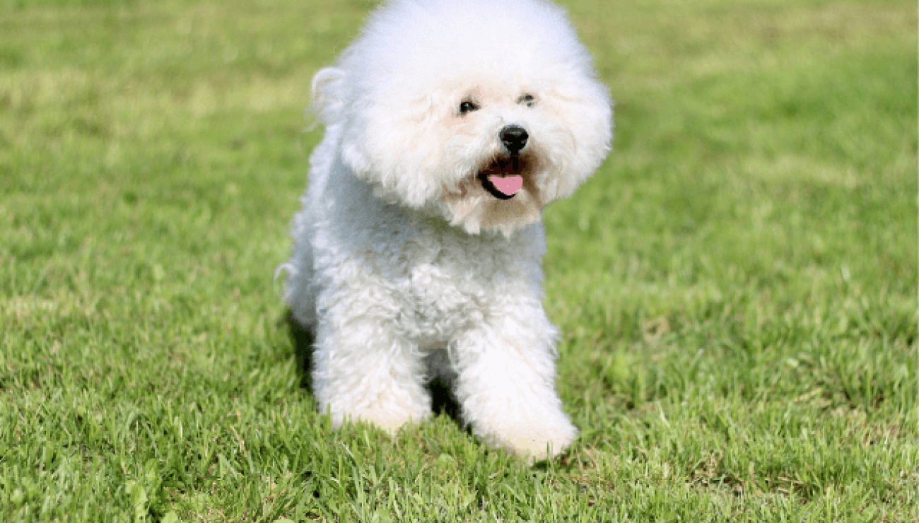 Bichon frise child friendly orders