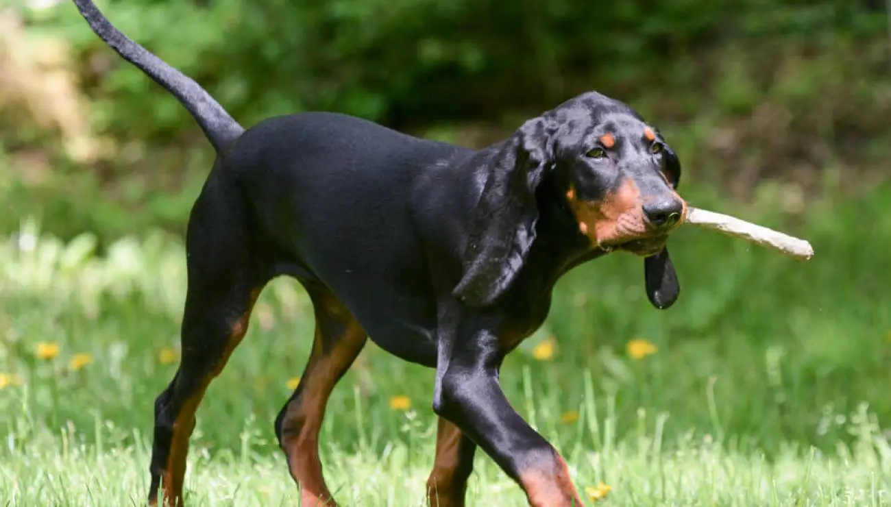 Perro negro y fuego para la caza del mapache