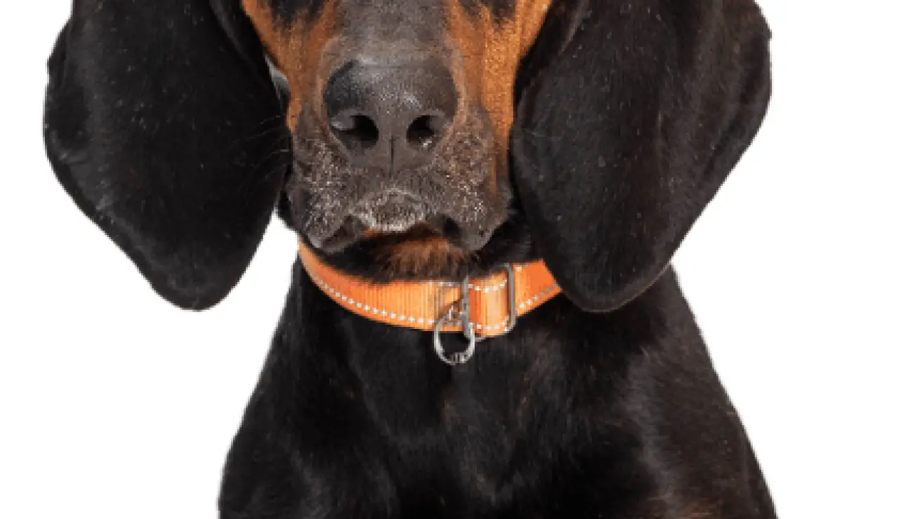 Black and Tan Coonhound 0