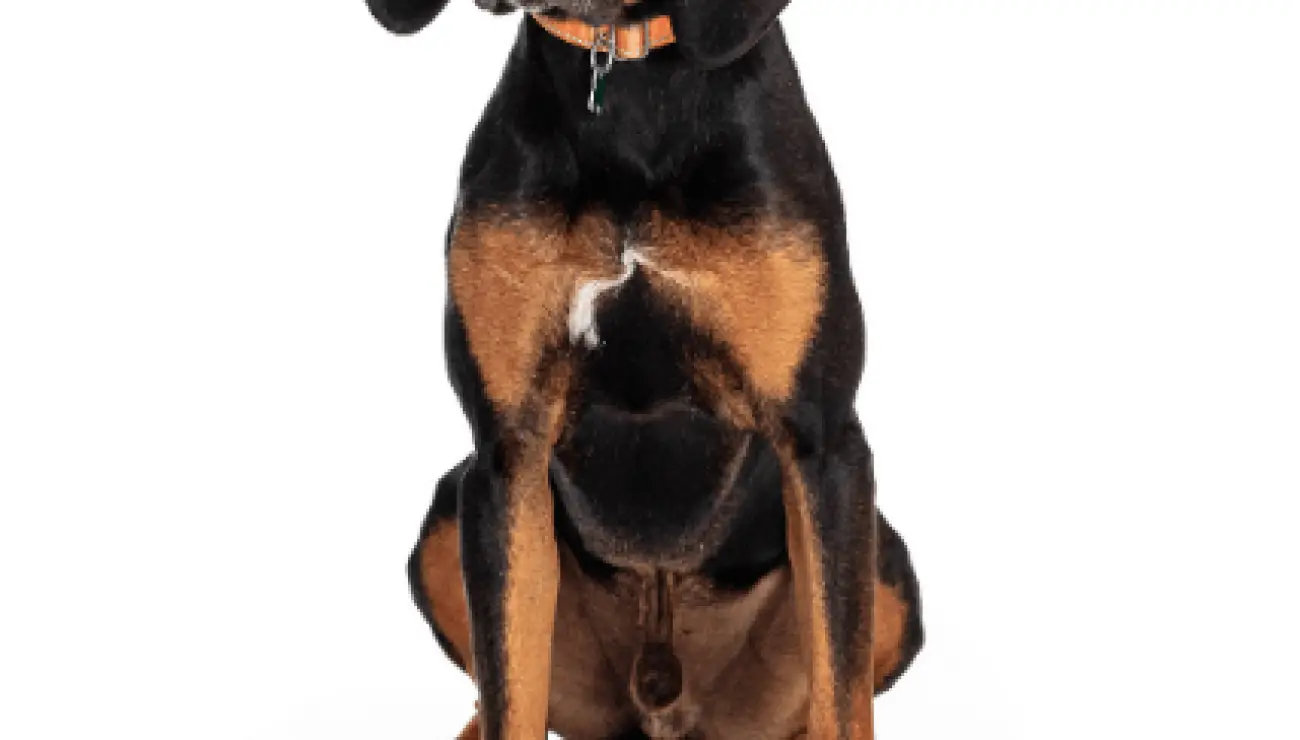 Black and Tan Coonhound 1