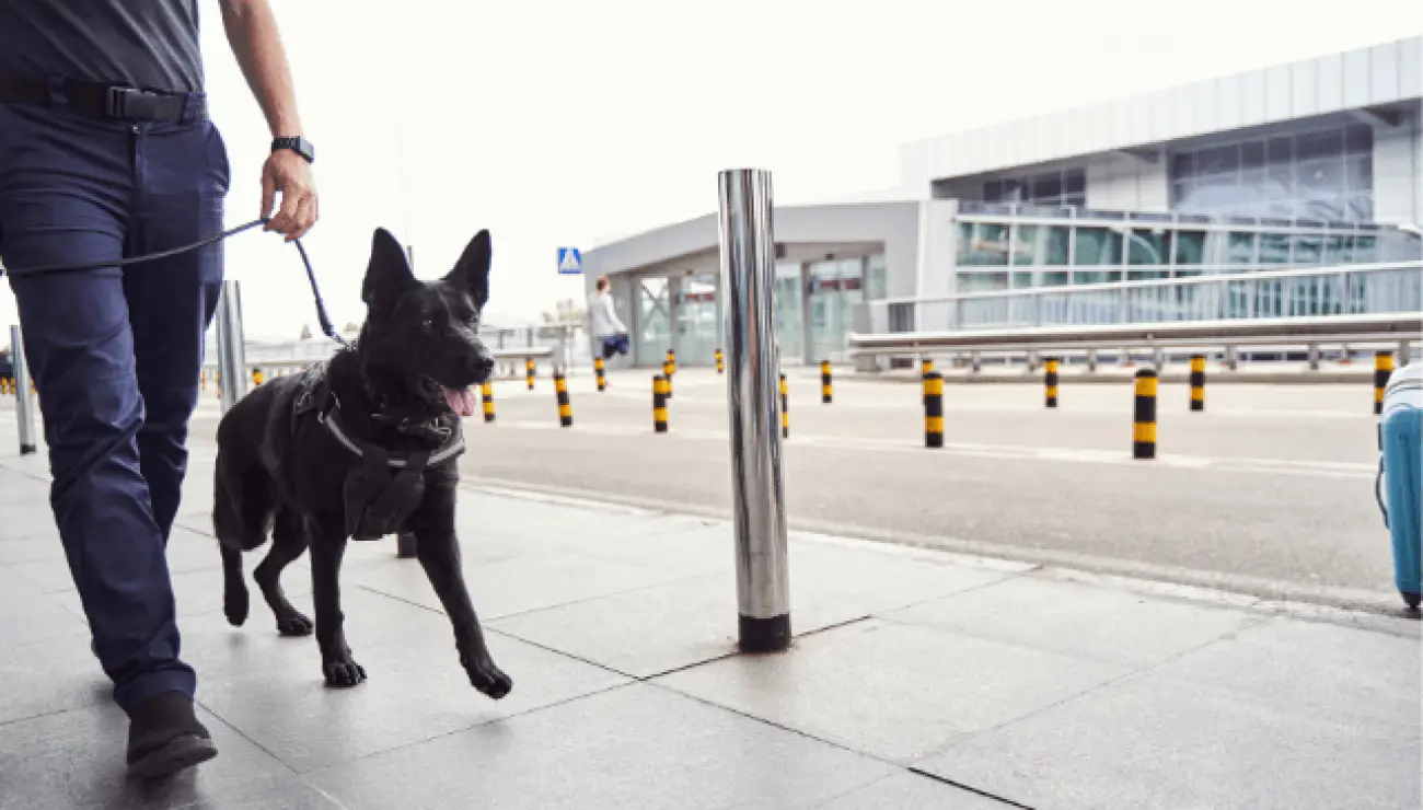 Norwegischer Elchhund Schwarz 3