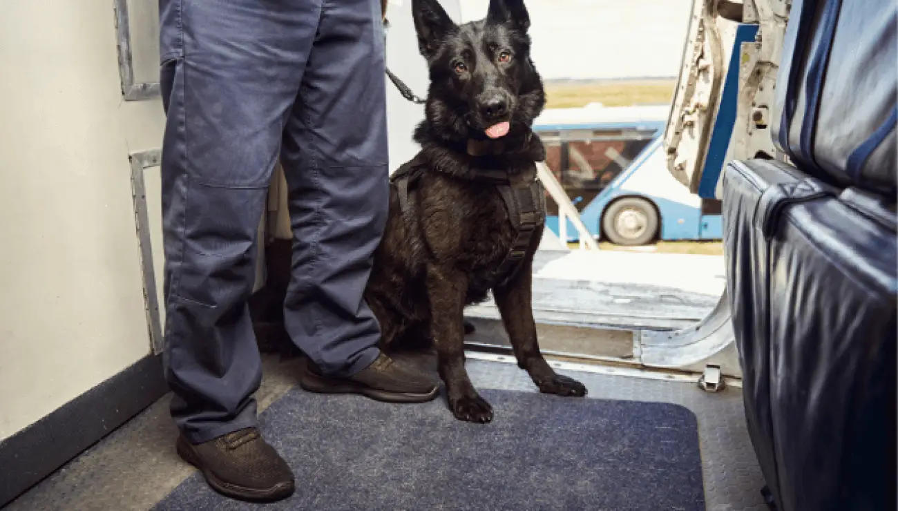 Norwegischer Elchhund Schwarz 4