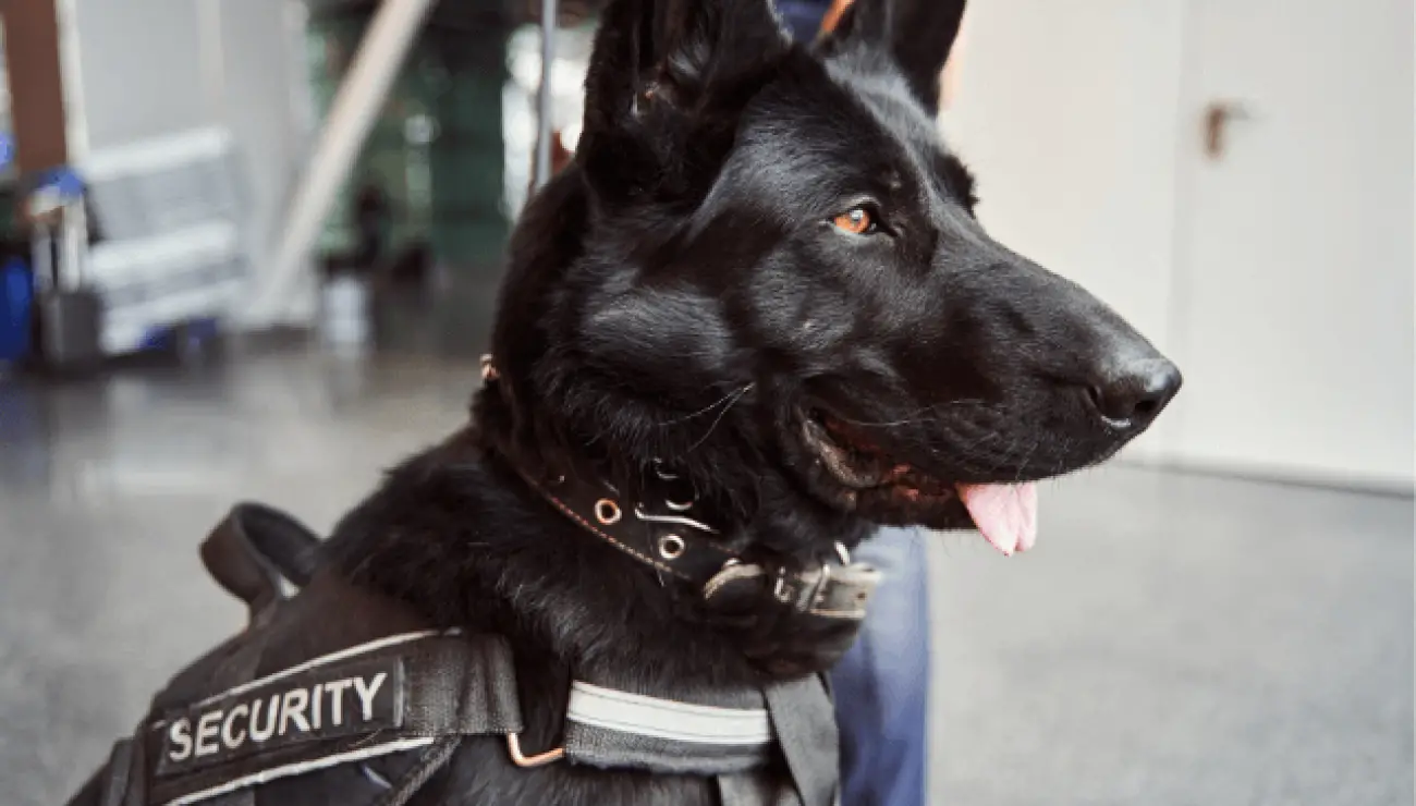 Norwegischer Elchhund Schwarz 0