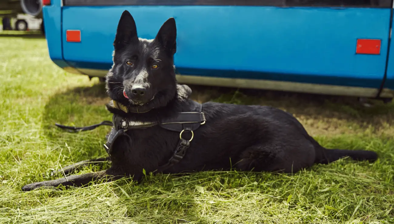 Norwegischer Elchhund Schwarz