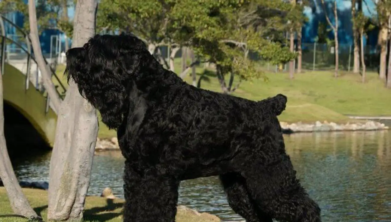 Russischer Schwarzer Terrier 1