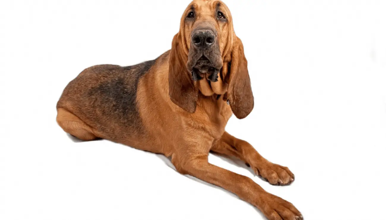 Bloodhound 4
