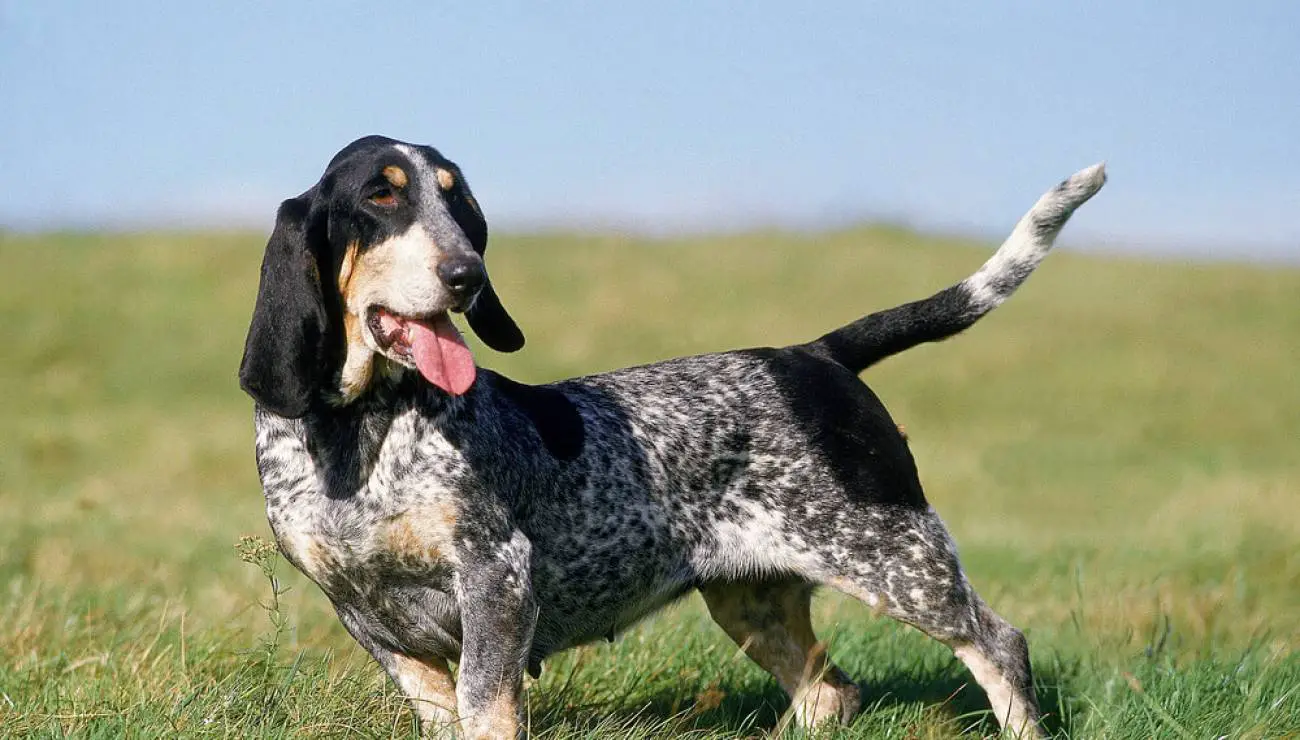 Blue Gascony Basset