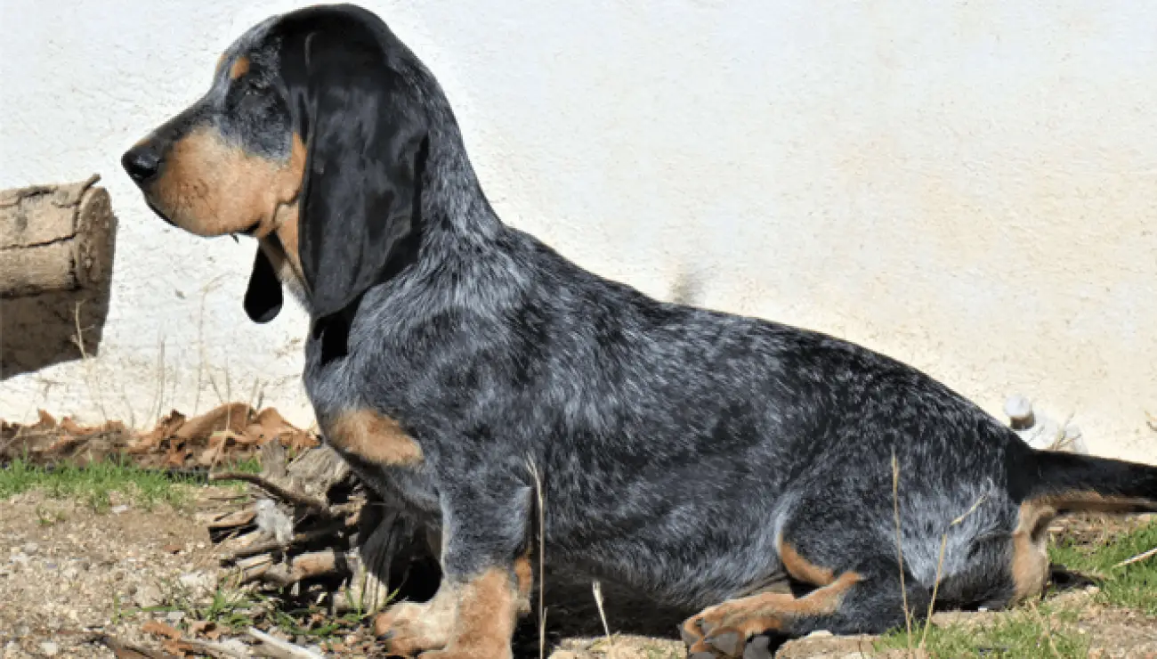 Blauer Basset der Gascogne 0