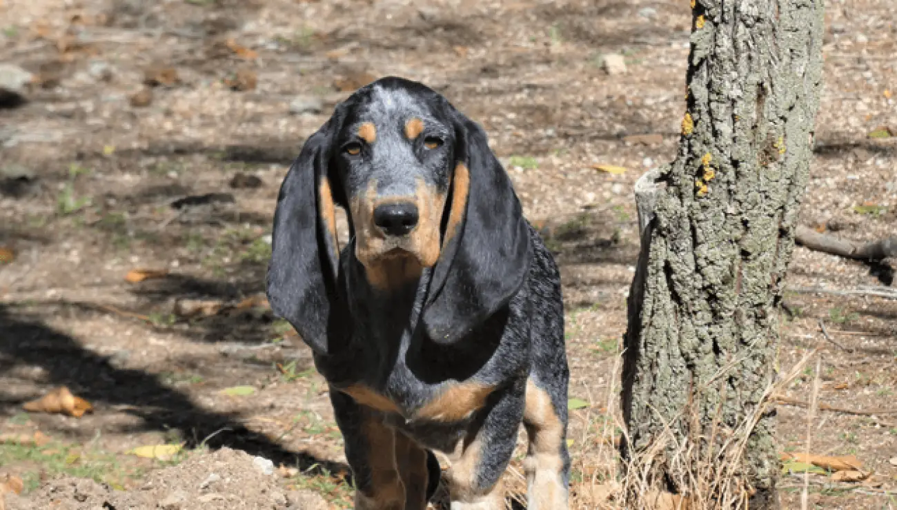 Blauer Basset der Gascogne 3