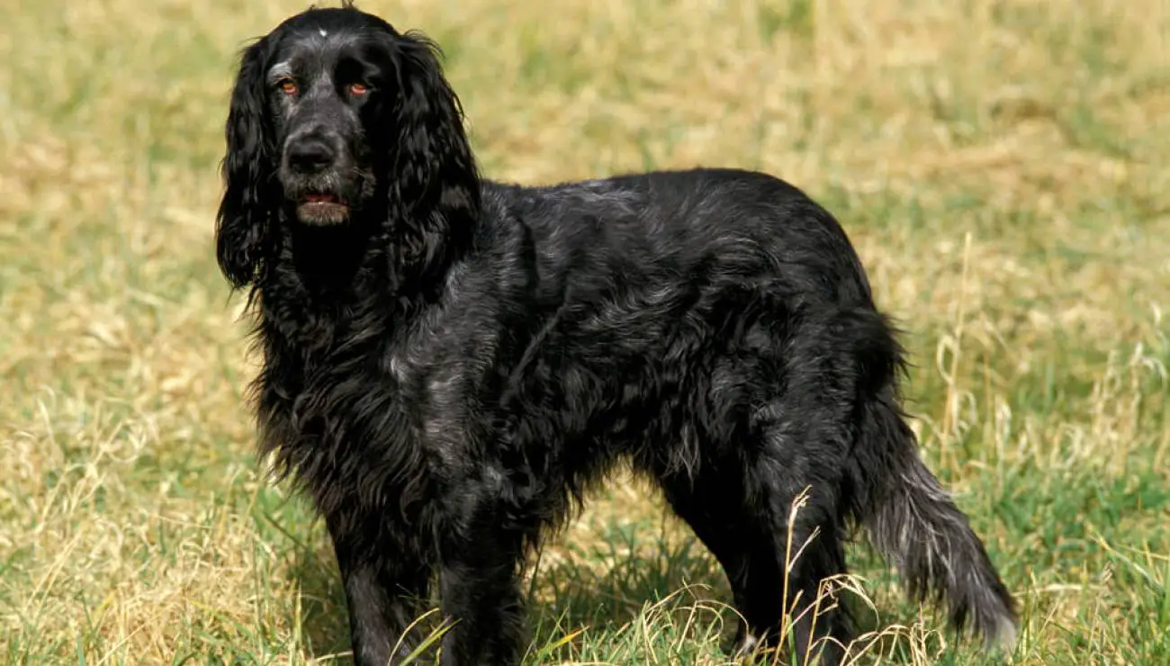 Blauer Picardie Spaniel