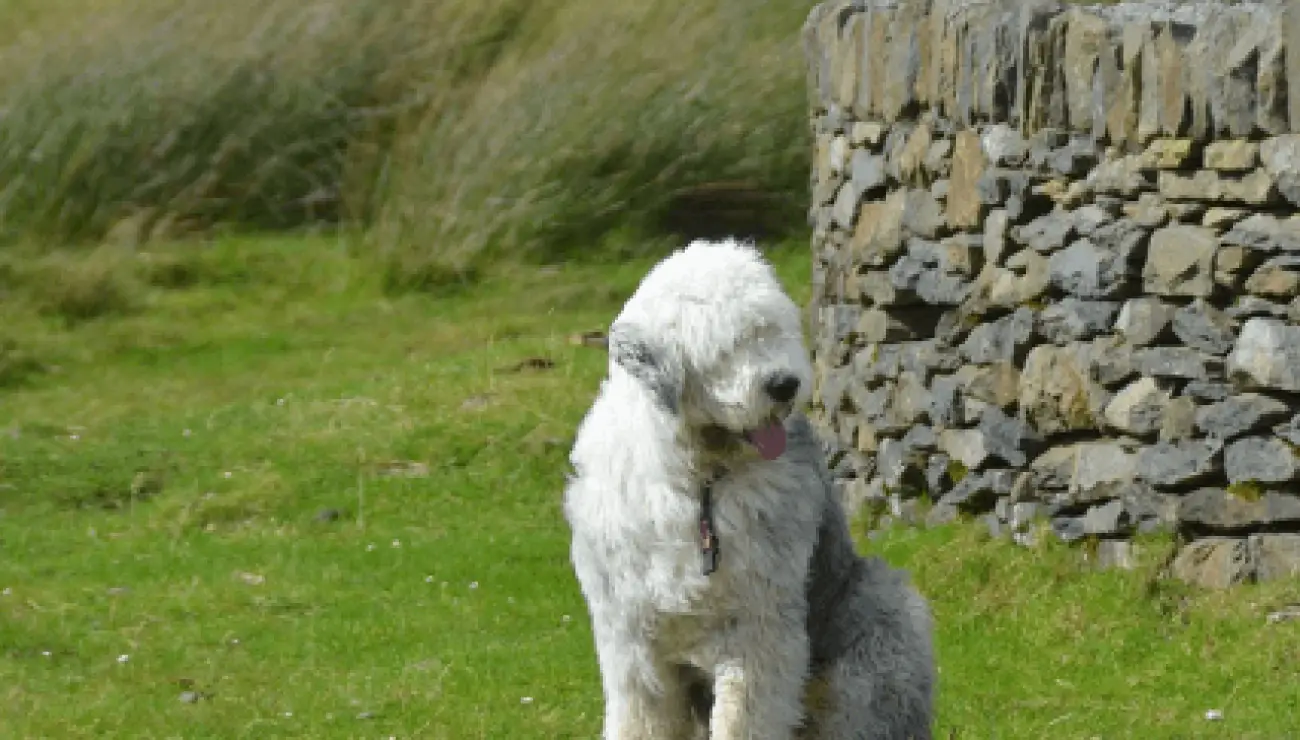 Altenglischer Schaferhund 3