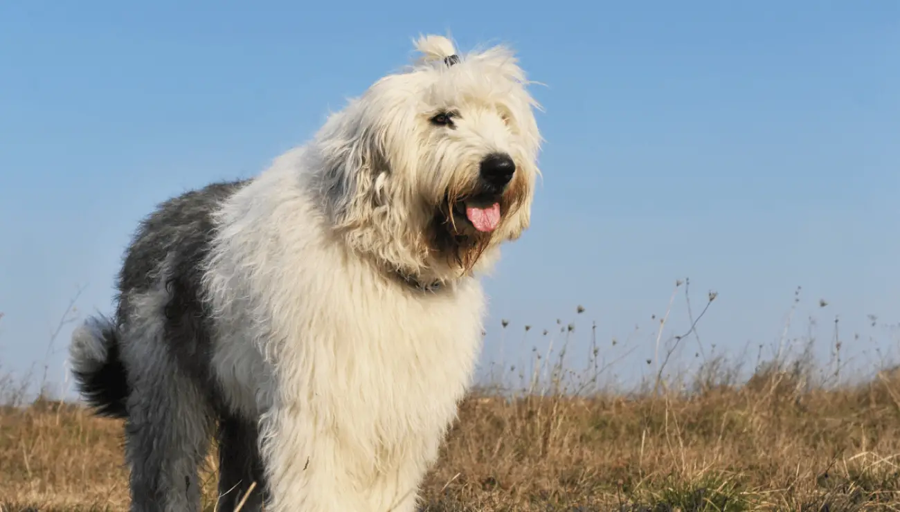 Old english sheepdog fashion merle