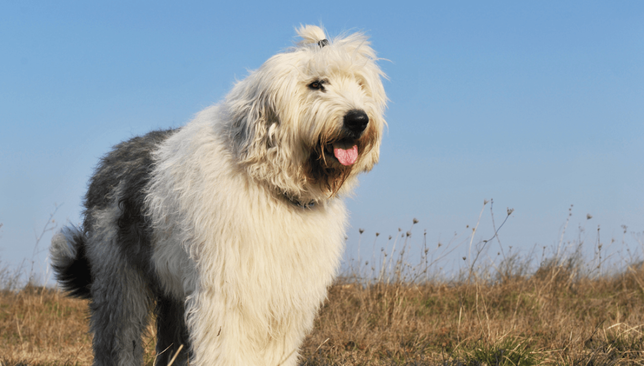 Old fashion english sheepdog standard