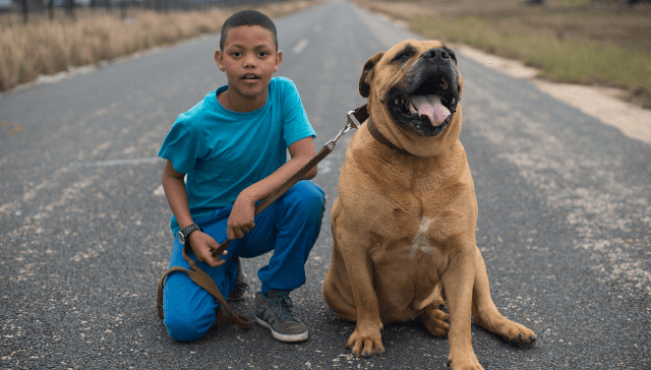 Boerboel and hot sale kids