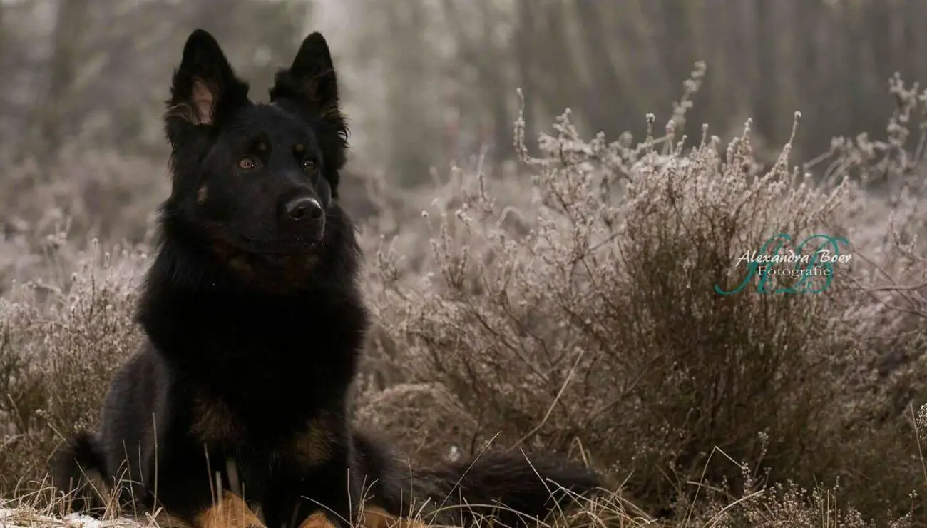 Böhmischer Schäferhund