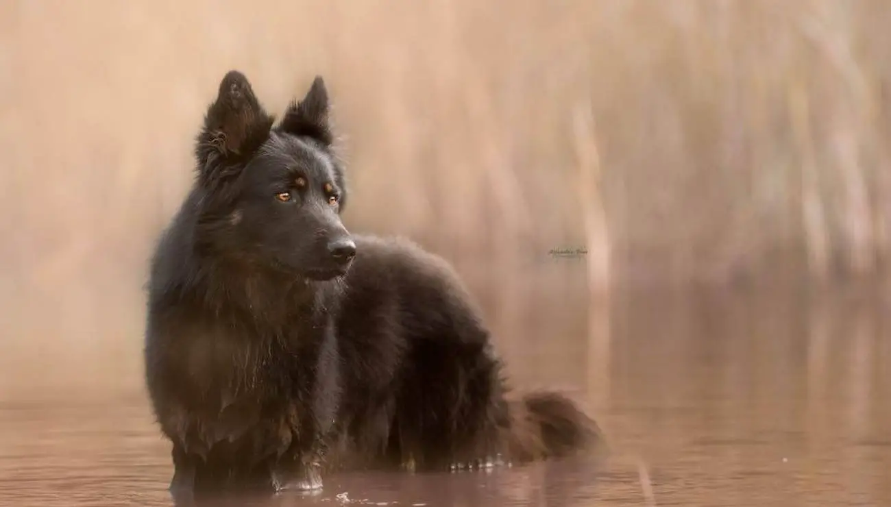 Bohemian Shepherd 1