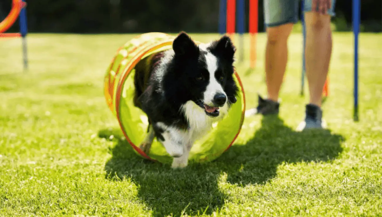 Border Collie 1