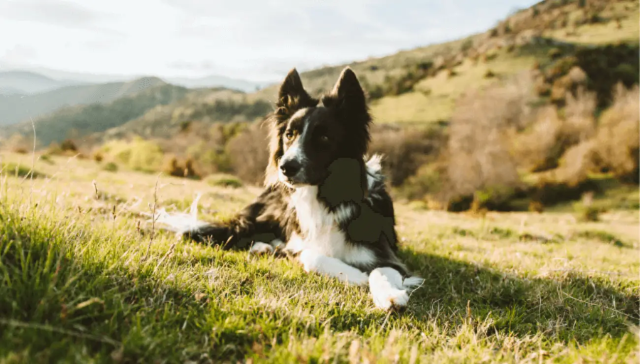 Border Collie 2