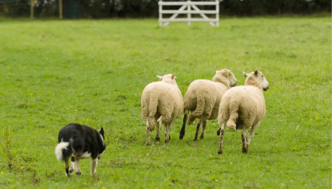 Border Collie (Graničarski koli) 3