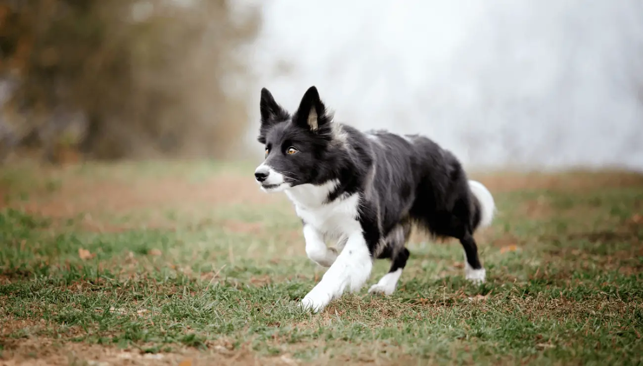 Border Collie (Graničarski koli)