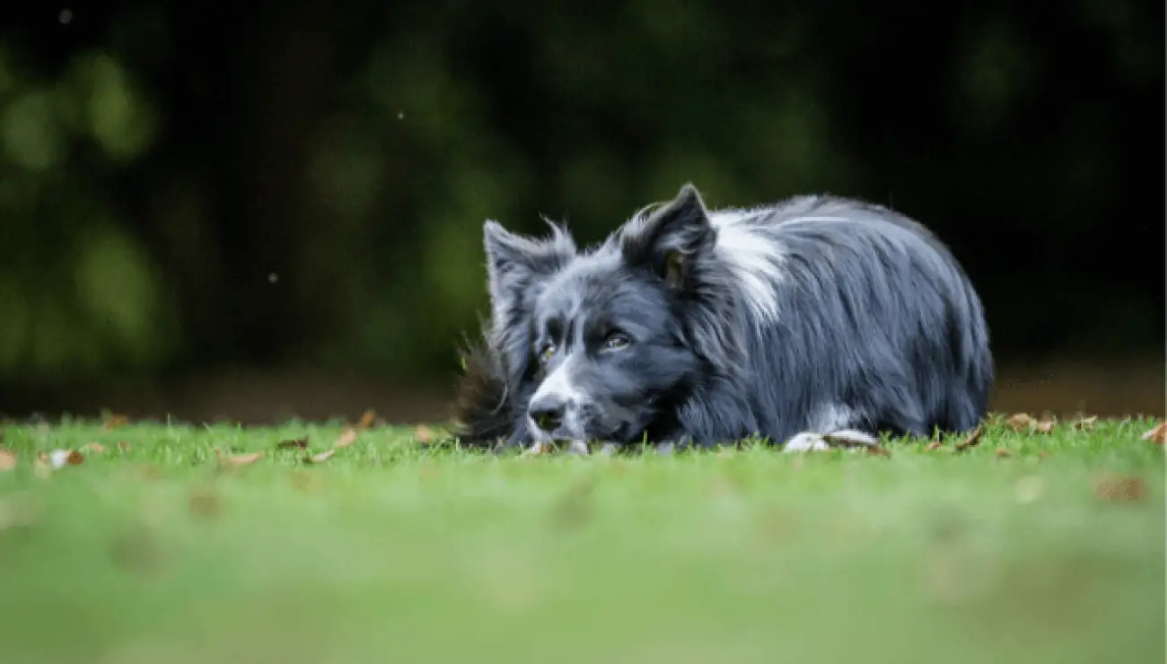 Border Collie 4