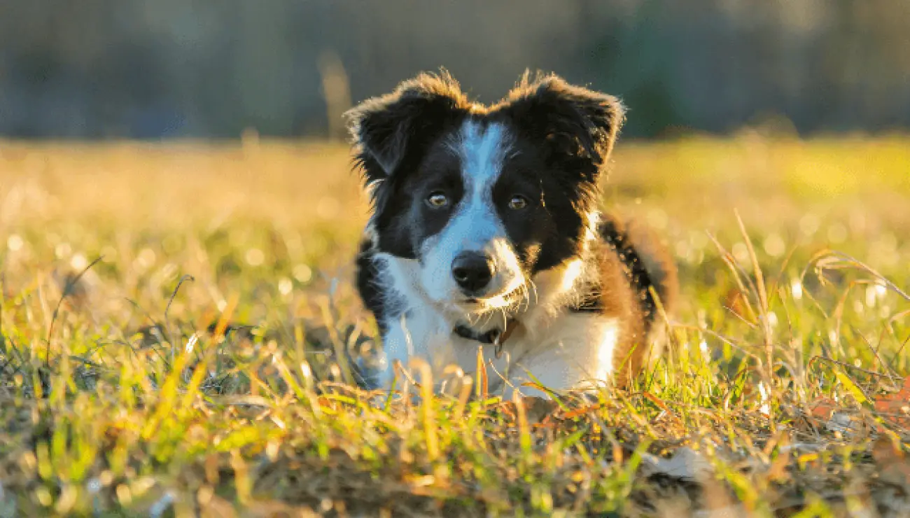 Border Collie 5