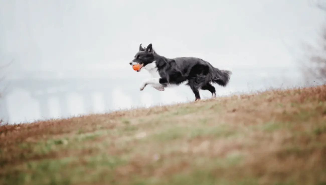 Border Collie 0