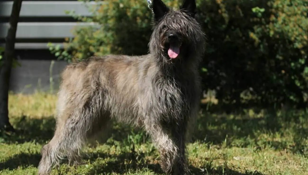 Bouvier des Ardennes