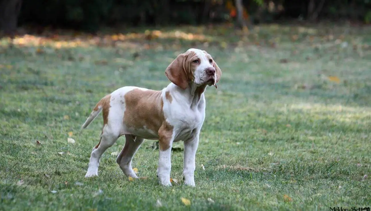 Ariège Pointer (Braque de l'Ariege)