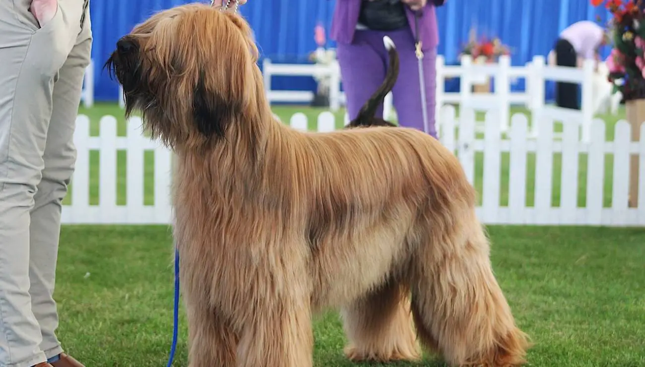 Briard