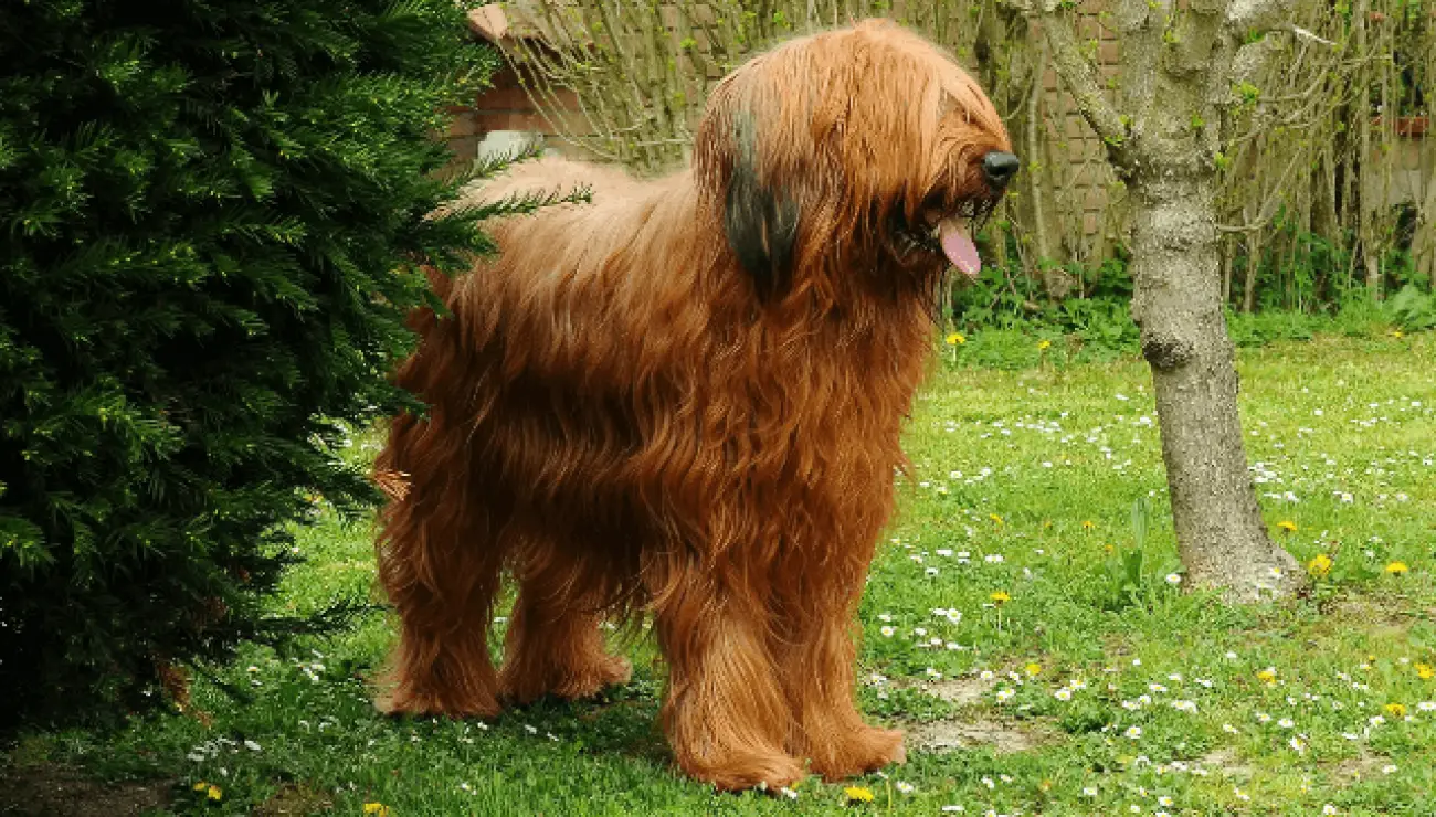 Briard 3