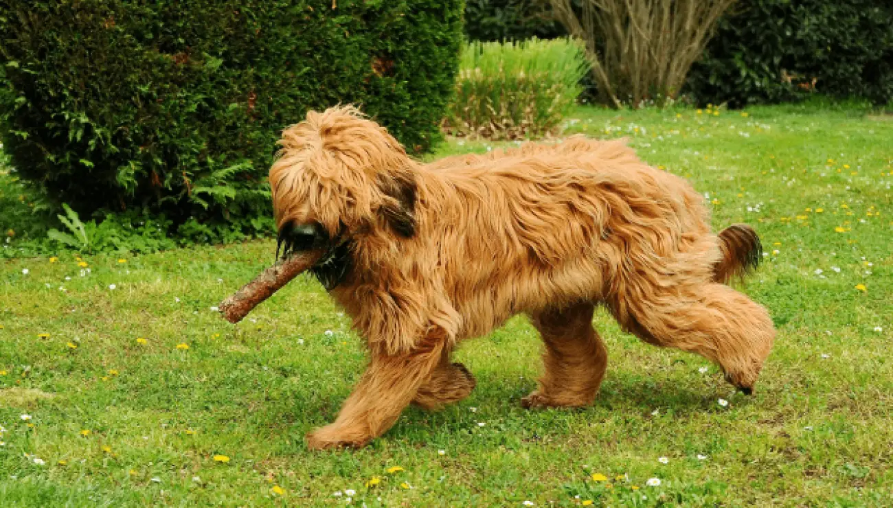 Briard 0